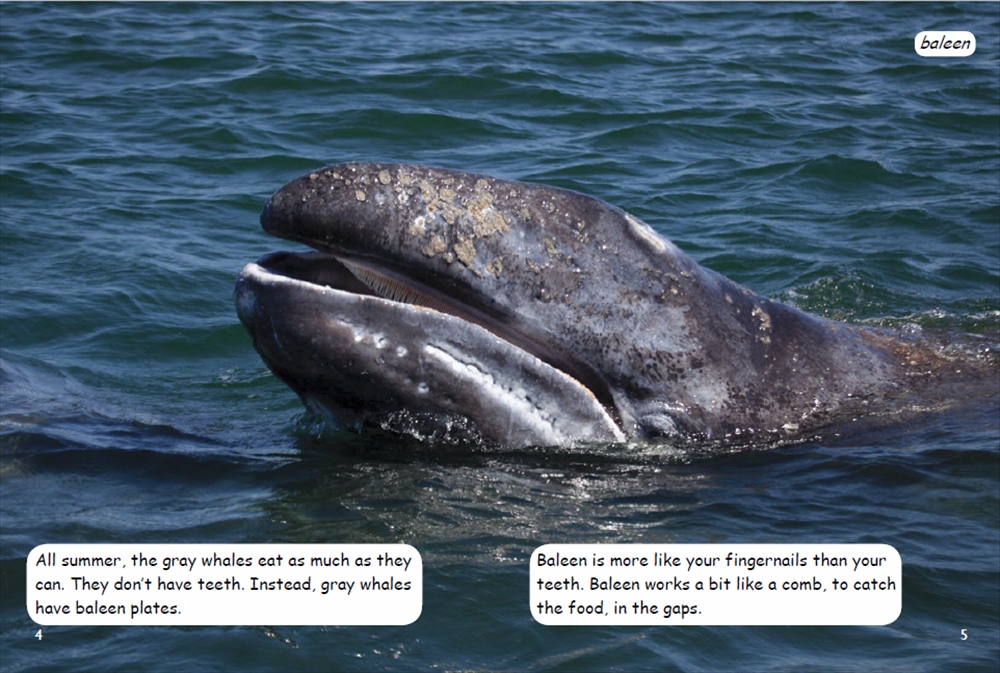 WhaleMigration_slider
