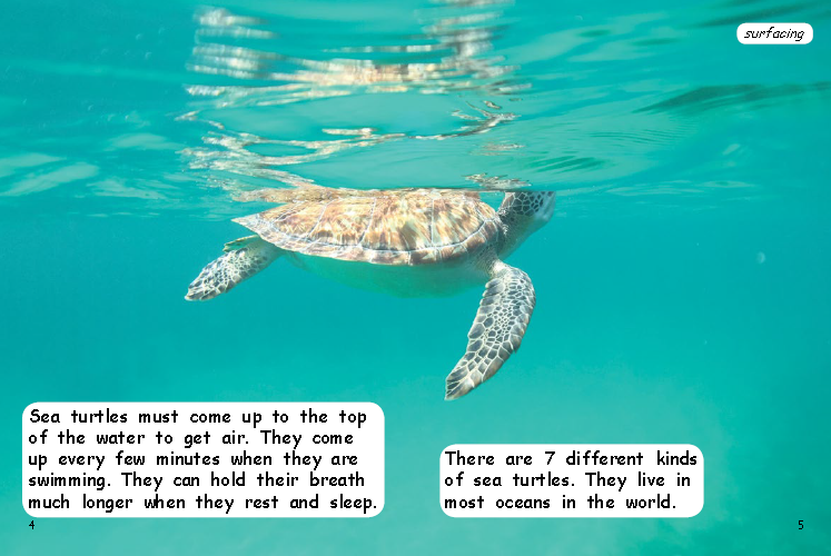 SavingSeaTurtles_Spread